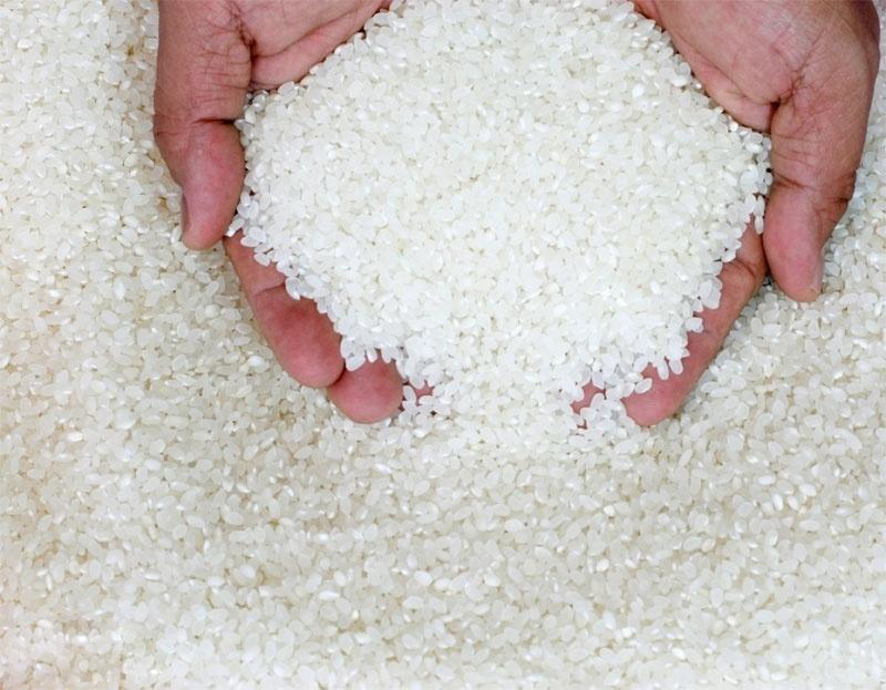 Gạo - nguyên liệu chính để làm nên món cơm tấm 